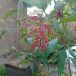 Grevillea rhyoliticaFlower