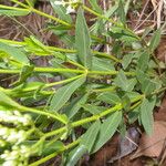 Declieuxia fruticosa Habit