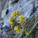 Draba aizoides आदत