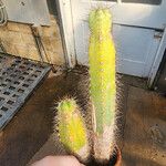Cereus jamacaru List