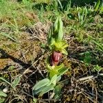 Ophrys exaltata برگ