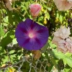 Ipomoea indicaFlor