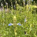 Salvia uliginosaFlower