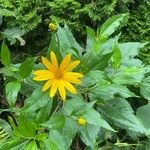 Helianthus tuberosusCvet