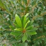 Myrica faya Leaf