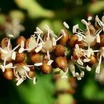 Cyphophoenix elegans Fruit