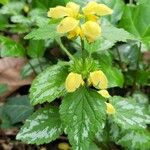 Lamium galeobdolonപുഷ്പം