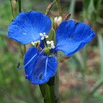 Commelina dianthifolia Кветка