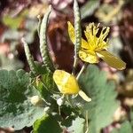 Chelidonium majusΛουλούδι