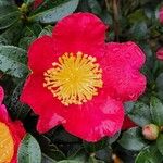 Camellia sasanqua Blomma