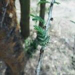 Acacia senegal Leaf