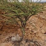 Vachellia tortilis Hábito