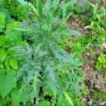 Cirsium altissimum List