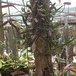 Bulbophyllum falcatum Облик