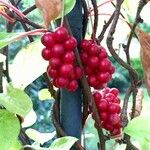 Schisandra chinensis Plod