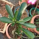 Adenium obesum Leaf