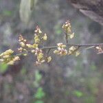 Polystachya ramulosa Flower