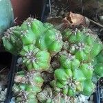 Cereus jamacaru List
