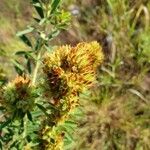 Lespedeza capitata Φρούτο