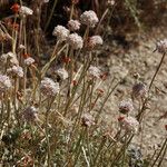 Eriogonum ovalifolium Hábito