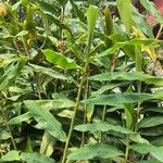 Hedychium flavescens 整株植物