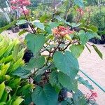 Clerodendrum speciosissimum Облик