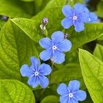 Omphalodes verna Kwiat