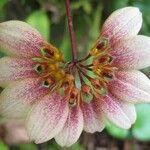 Bulbophyllum longiflorum Flower