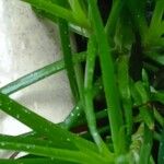 Aloe pendens Blatt