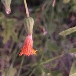 Crepis vesicaria 花