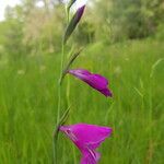 Gladiolus palustris Blüte