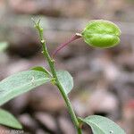 Rhinotropis californica Fruit