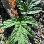 Heracleum lanatum Leaf