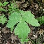 Ranunculus recurvatus Leaf