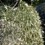 Retama monosperma Leaf