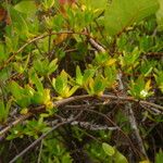 Ernodea littoralis Hábito