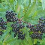 Sambucus ebulusПлід