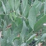 Simmondsia chinensis Φύλλο