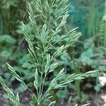 Poa trivialis Flor