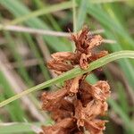 Orobanche elatior Bloem