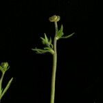 Ranunculus adoxifolius موطن