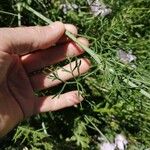 Malva tournefortiana Leaf