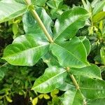 Allamanda blanchetii Leaf