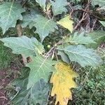 Solanum stellatiglandulosum Hoja