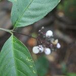 Psychotria deflexa Fiore