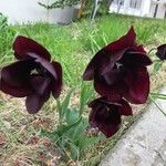 Tulipa gesnerianaΛουλούδι