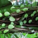 Peperomia rotundifolia Hoja