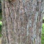 Tilia × europaea Bark