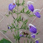Brillantaisia cicatricosa Floro