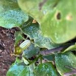 Arisarum vulgare ফুল